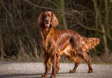 Takyra Princess of the Red flash-Irish Red Setter