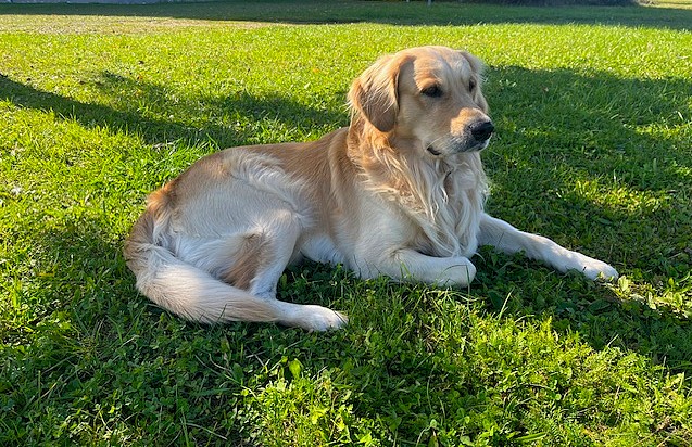 Poldi von den bayrischen Adligen-Golden Retriever Poldi von den bayrischen Adligen-Golden Retriever