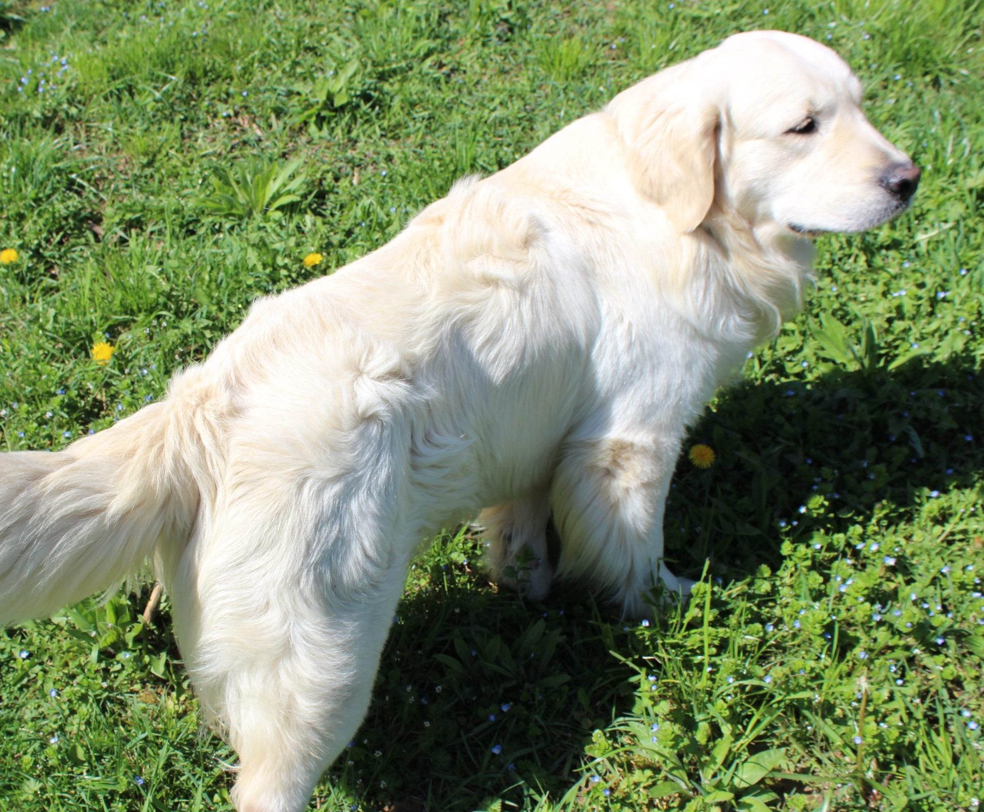 BOHEMIUM OF ZAPOROZHYE-Golden Retriever
