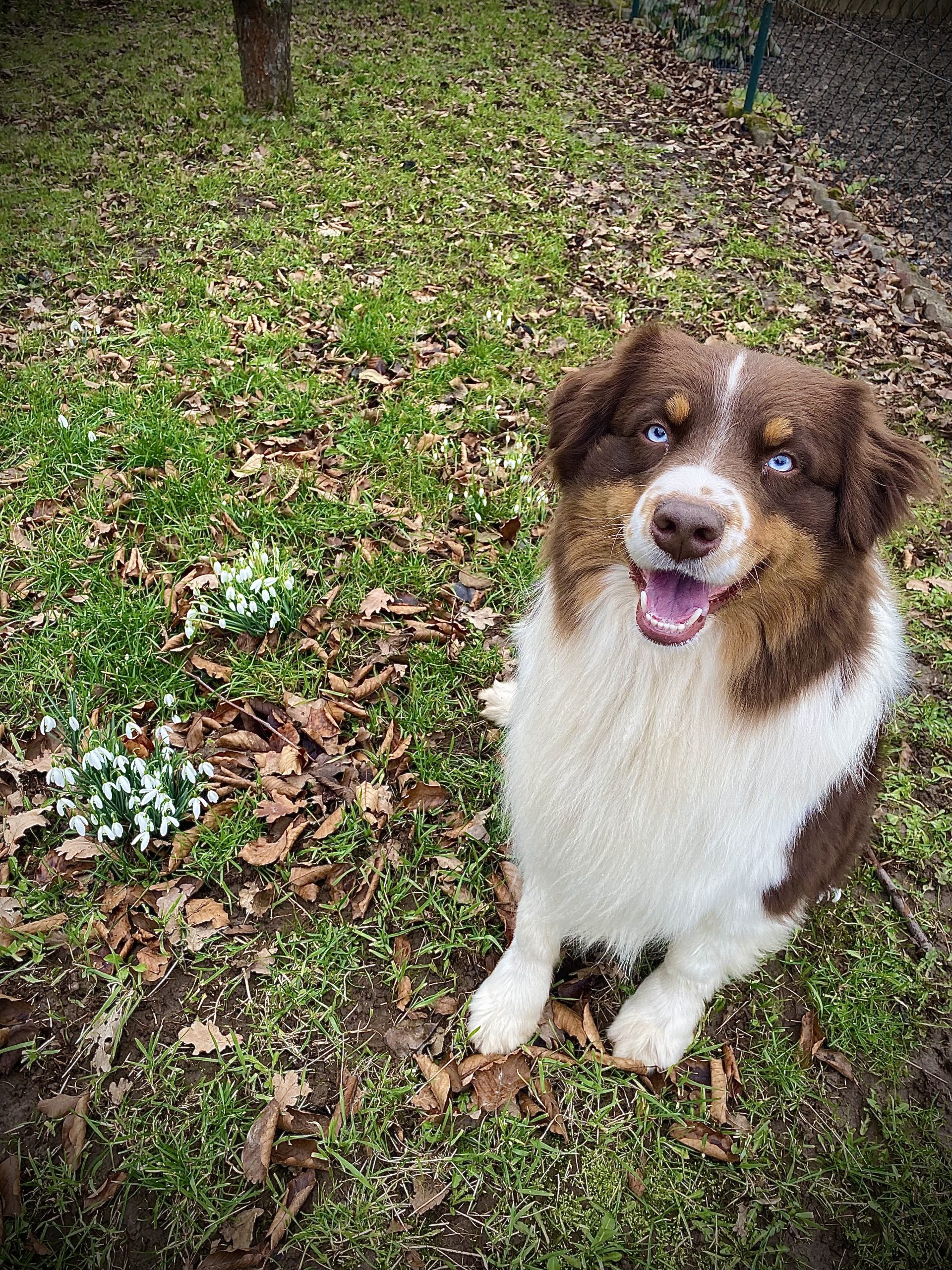 Milow Blue Diamonds-Australian Shepherd
