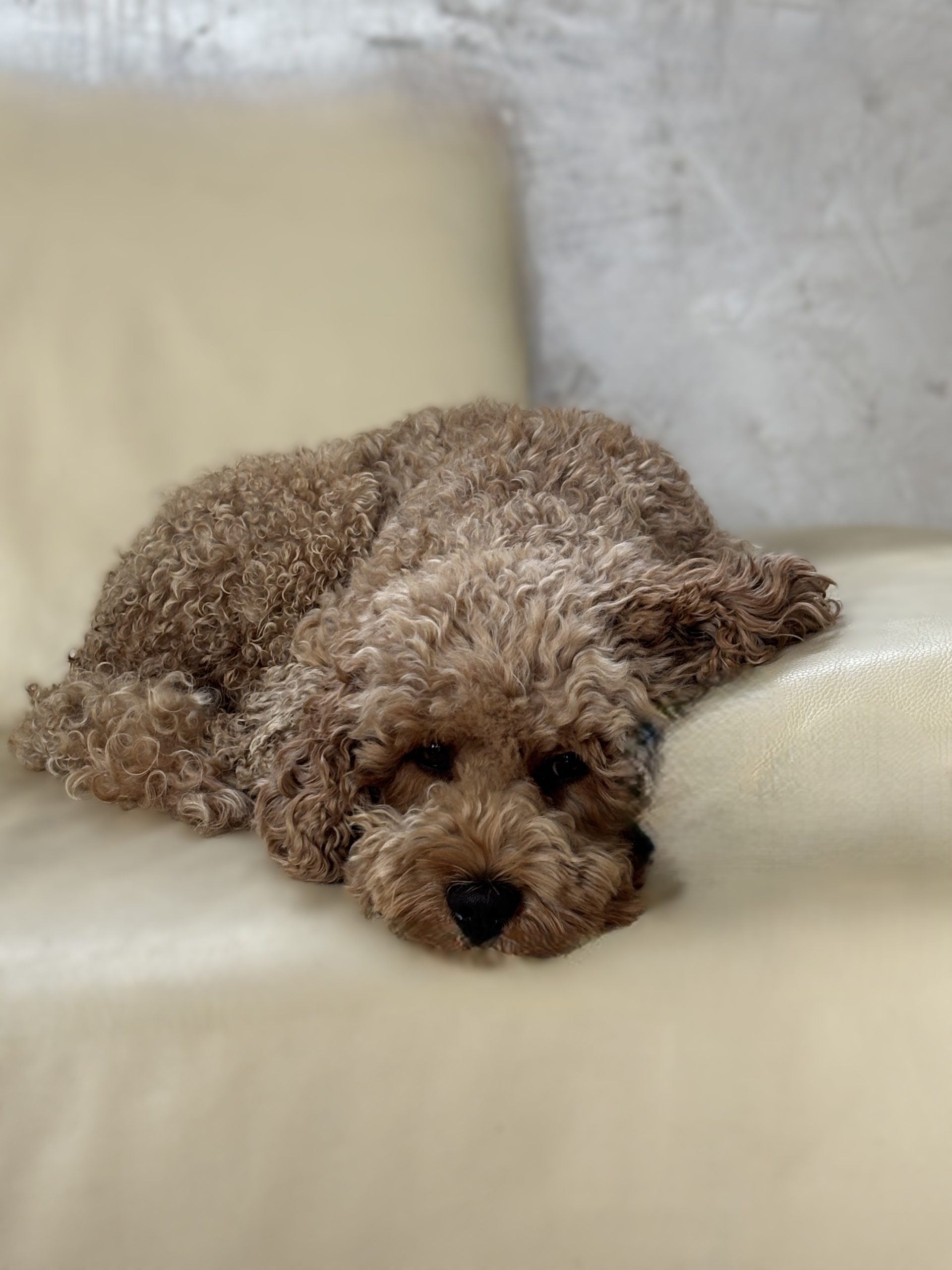 Toby-Sir Henry of the Wonderful Sunrises-Cockapoo Toby-Sir Henry of the Wonderful Sunrises-Cockapoo