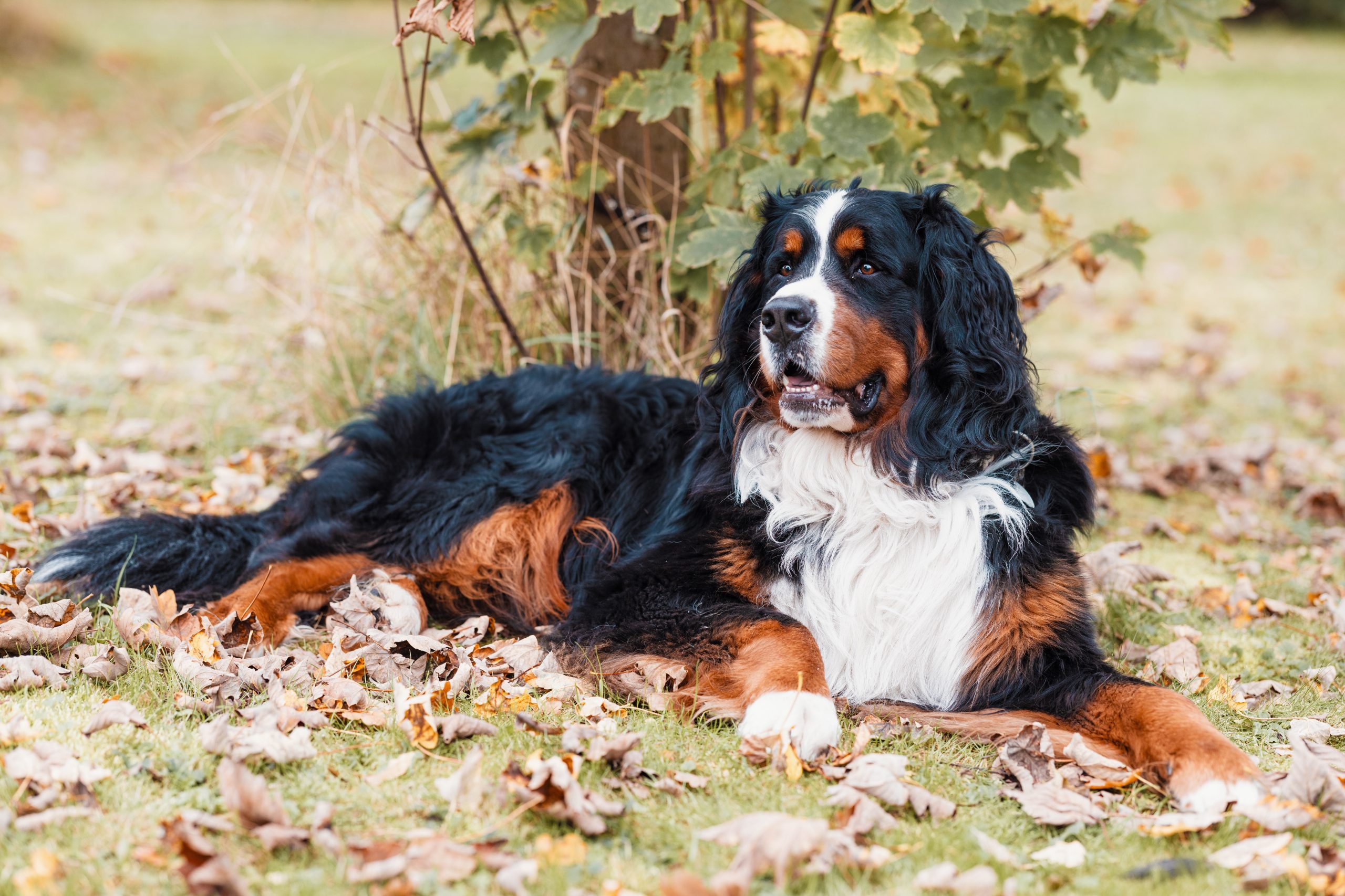 Wasko vom Annenfleet-Berner Sennenhund Wasko vom Annenfleet-Berner Sennenhund