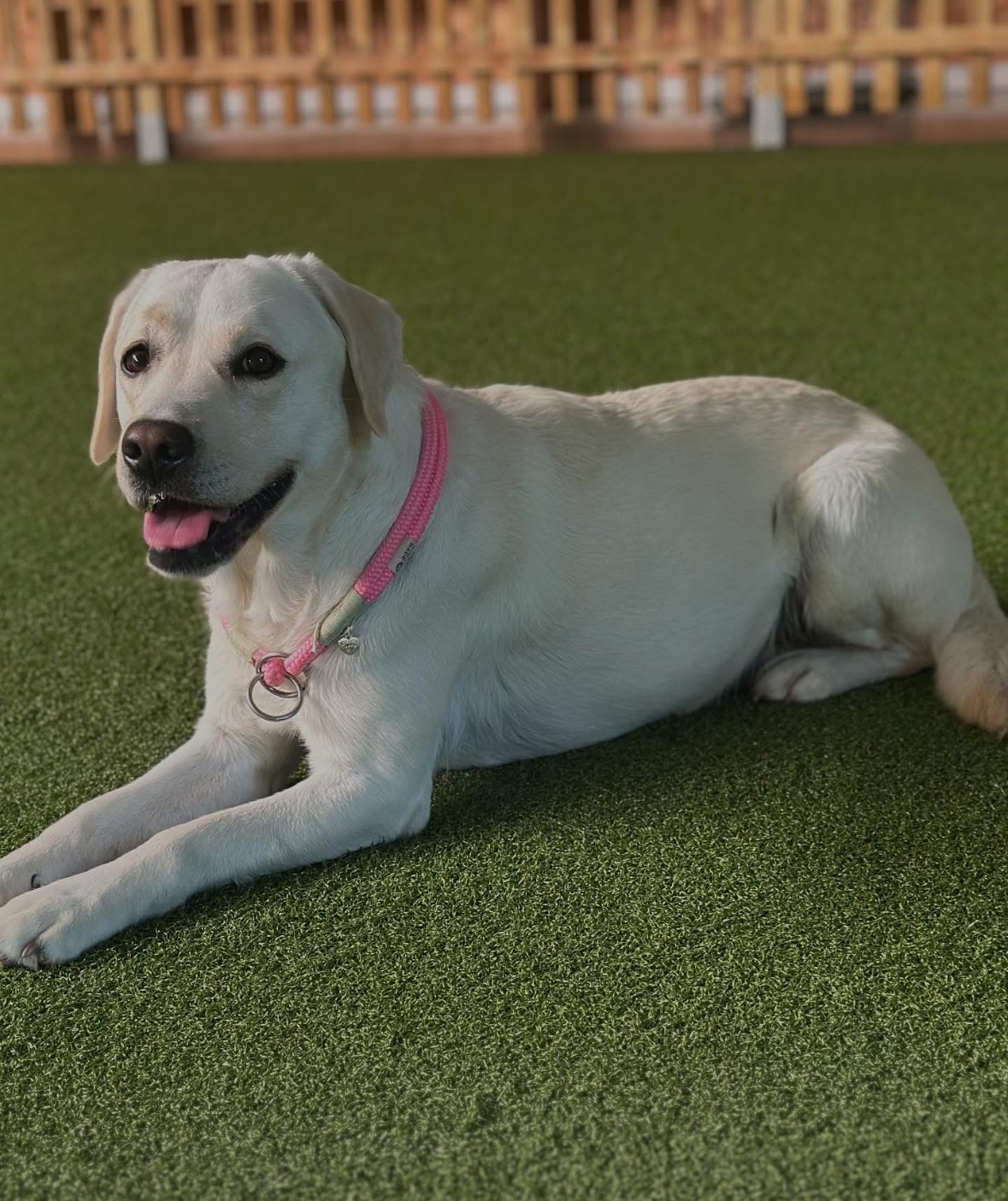 Carlotta-Friederieke vom Rabeneck-Labrador Retriever