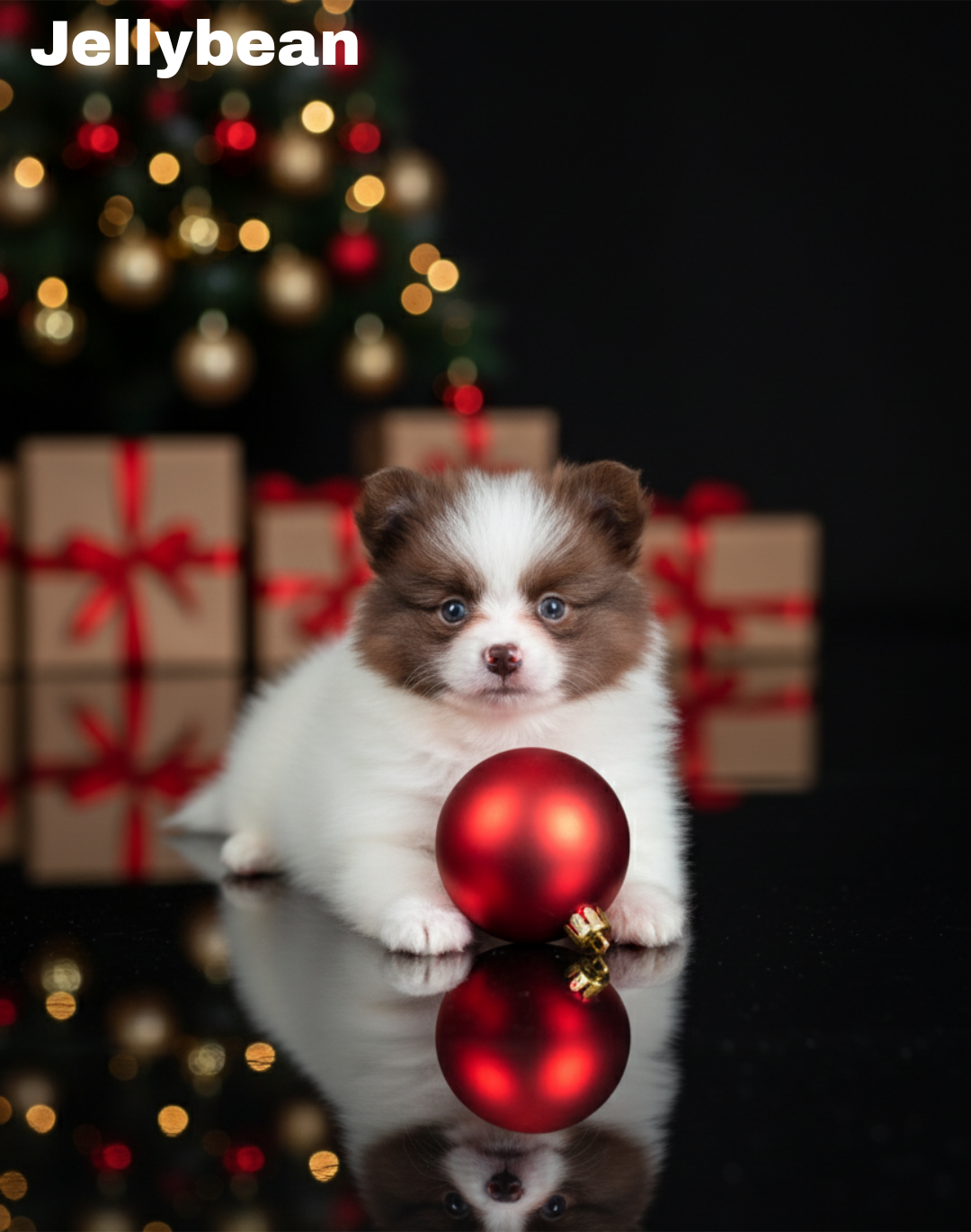 Jellybean of Supreme Poms-Pomeranian