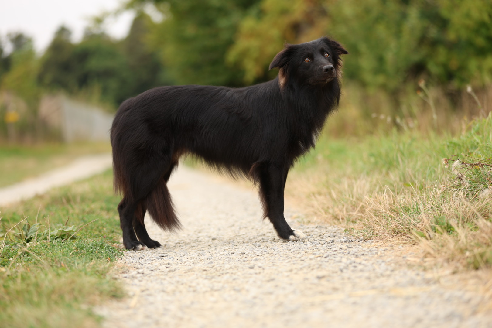 BEAT with Joy and Happiness- Border Collie