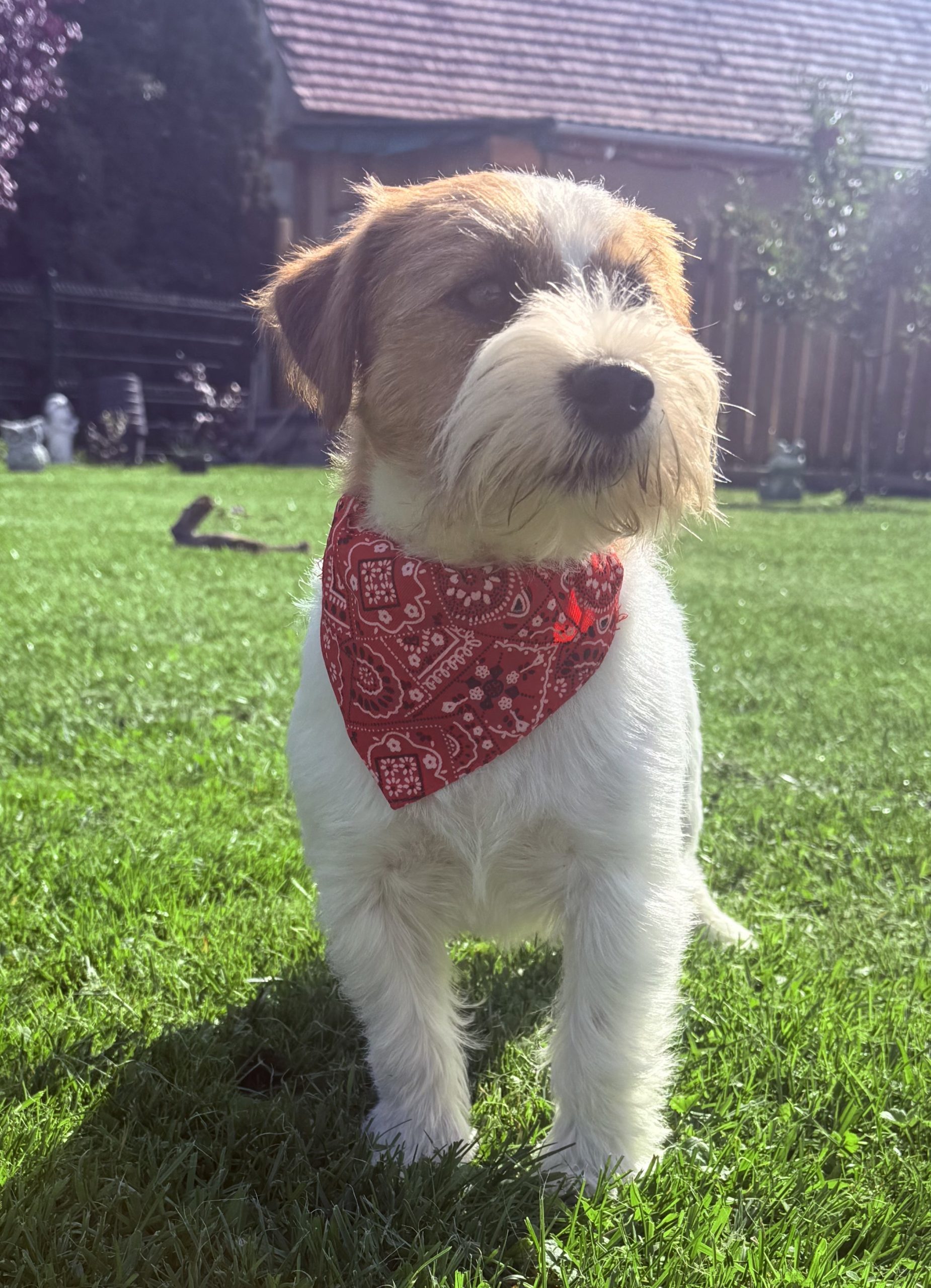 Bolly Dan Volstan's Line- Jack Russell Terrier