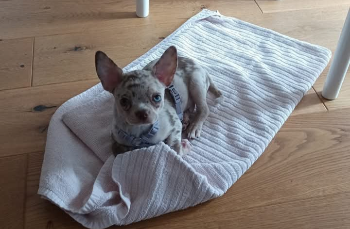 Done vom kleinen Arbersee- Chihuahua