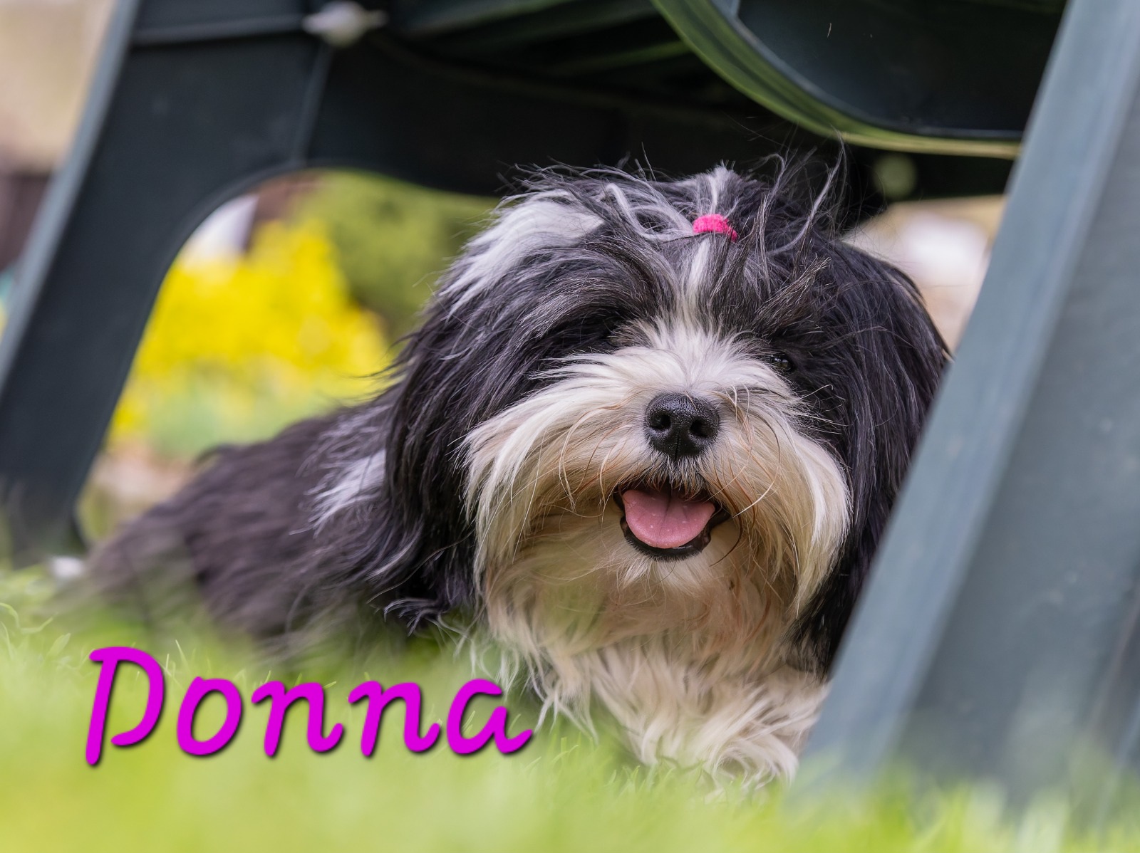 Leka Gyöngye Donna-Havaneser