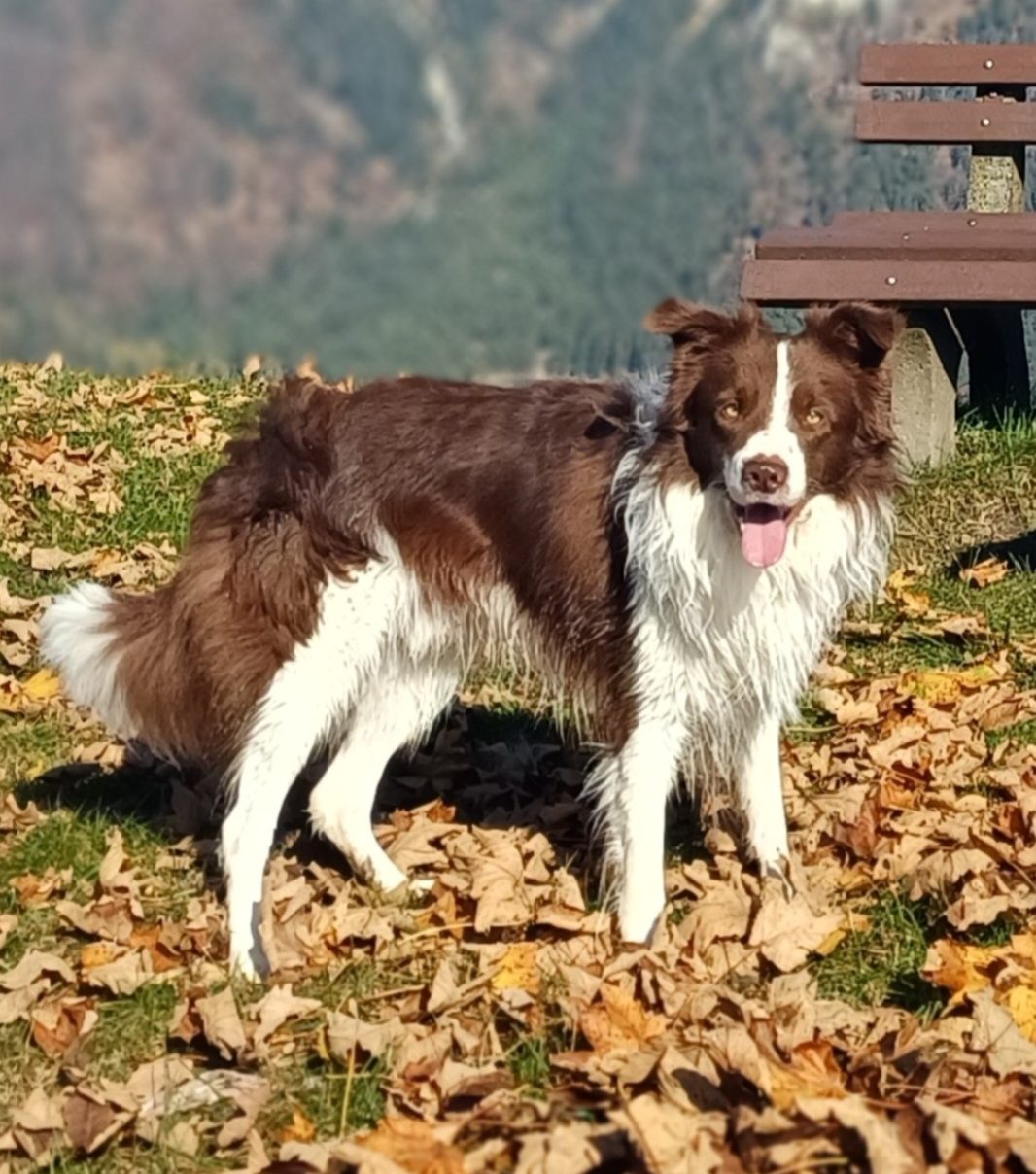 Fraser of Frasers Ridge-Border Collie