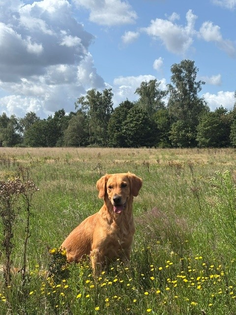 Frida-Apanachie of Golden Dreams-Labrador Retriever