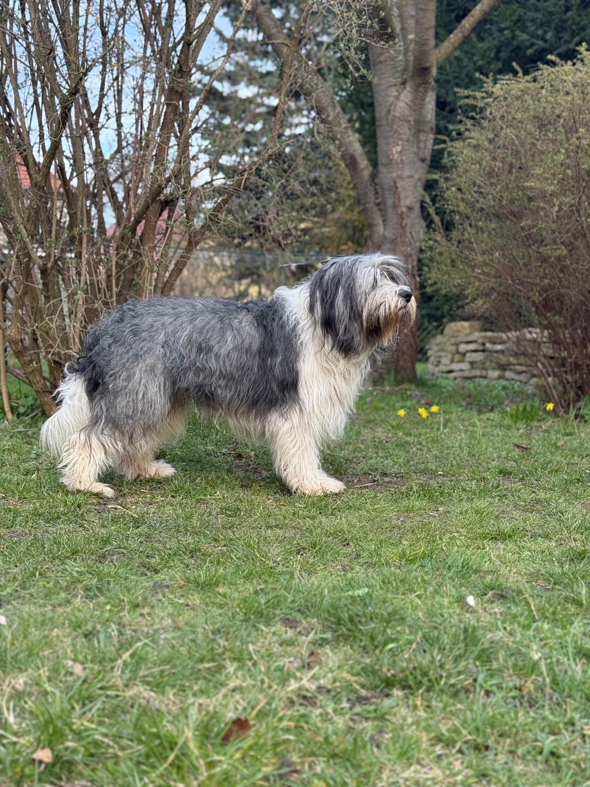 Yacek von der Elchweide_PON