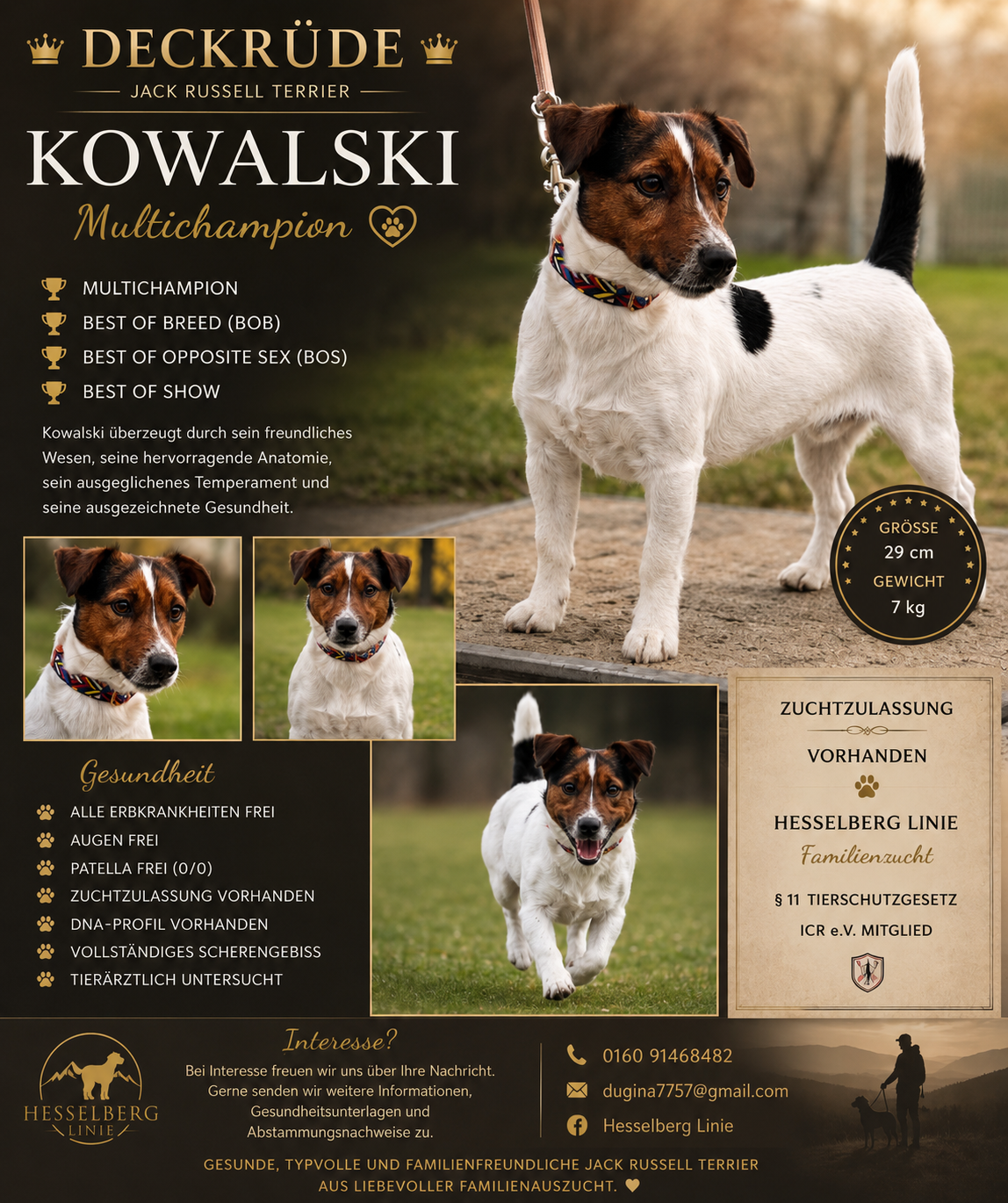 Kowalski Jack Russell Terrier