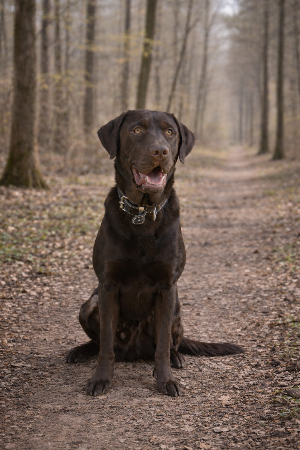Schattenfell Aaron Labrador Retriever