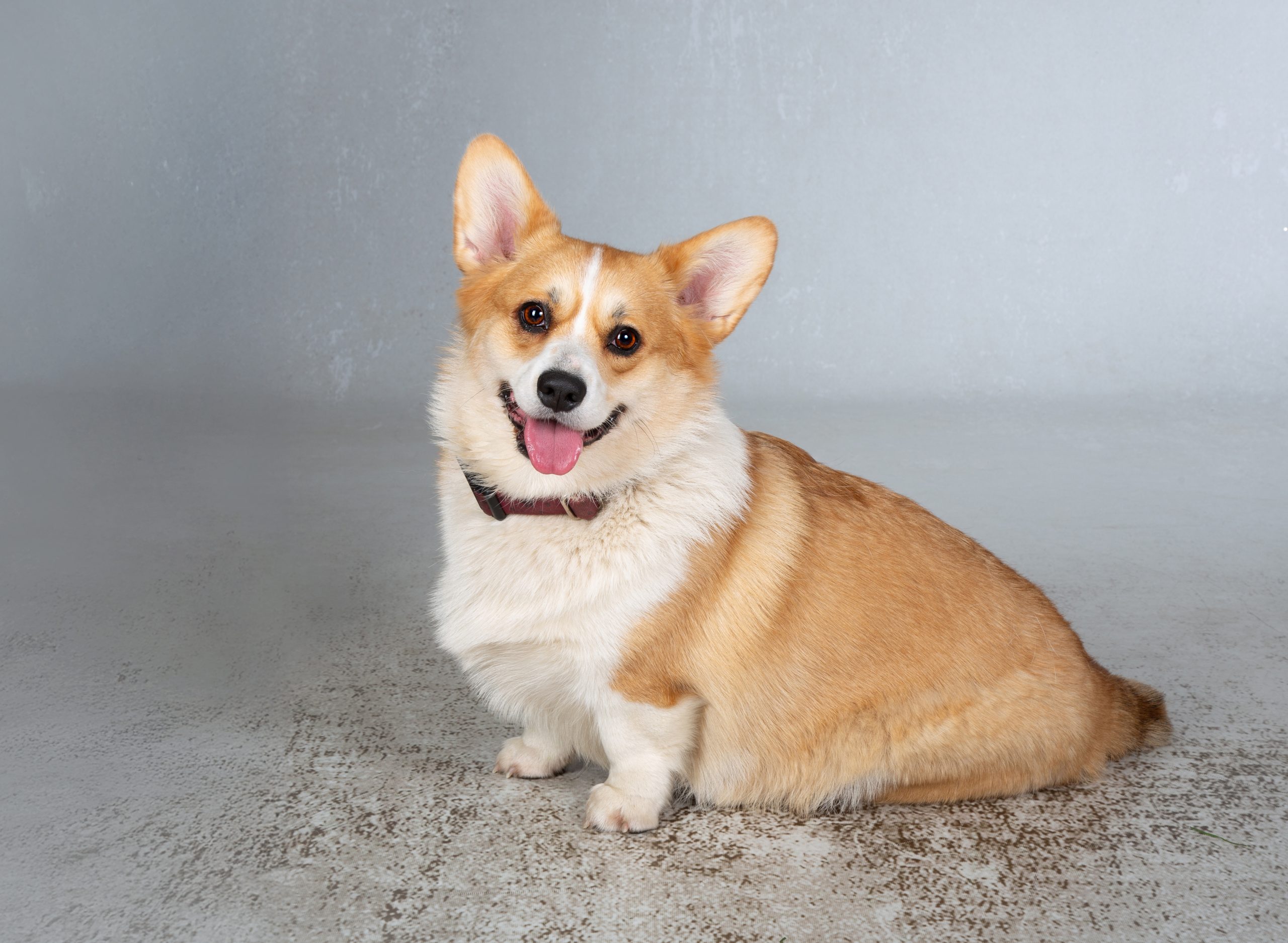 Seelenlicht Áine- Welsh Corgi Pembroke