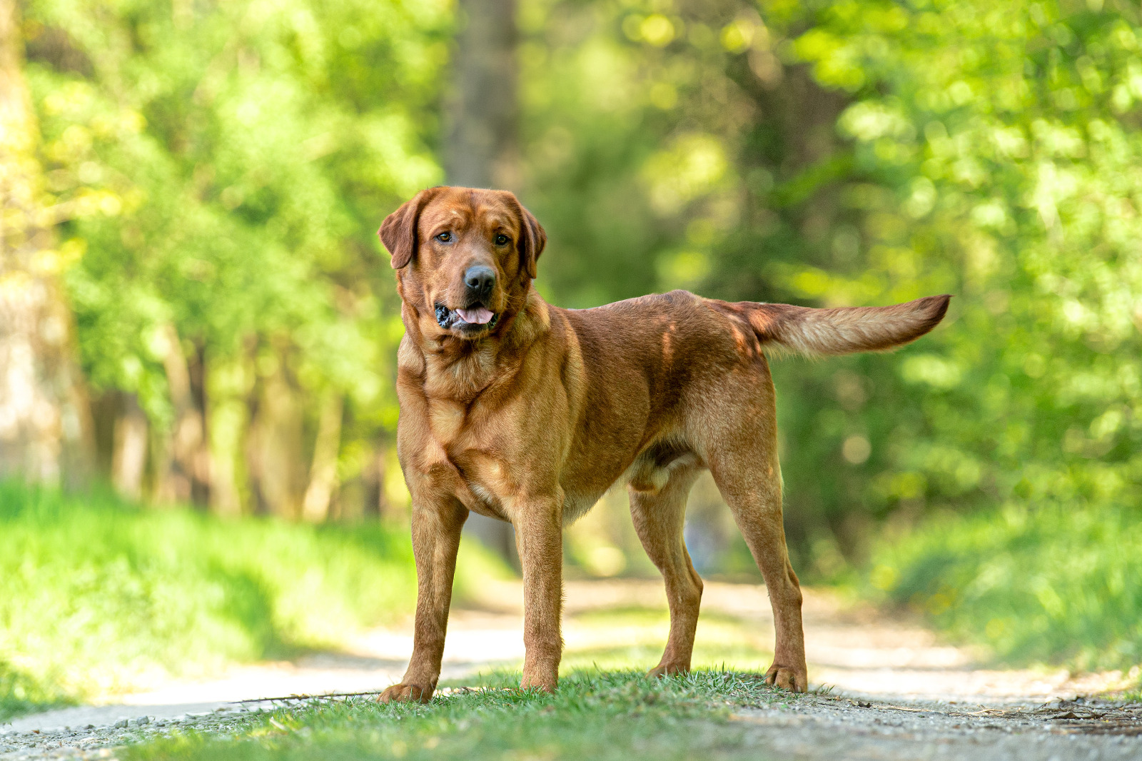 Bentley Labrador Retriever