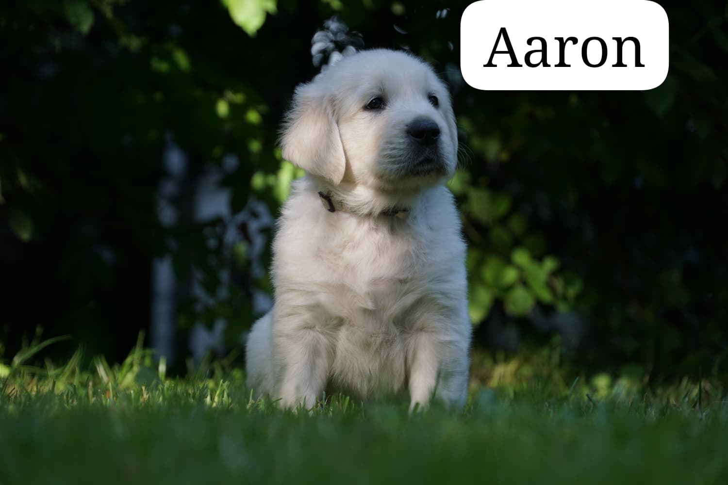 Aaron vom Weidenhof-Golden Retriever
