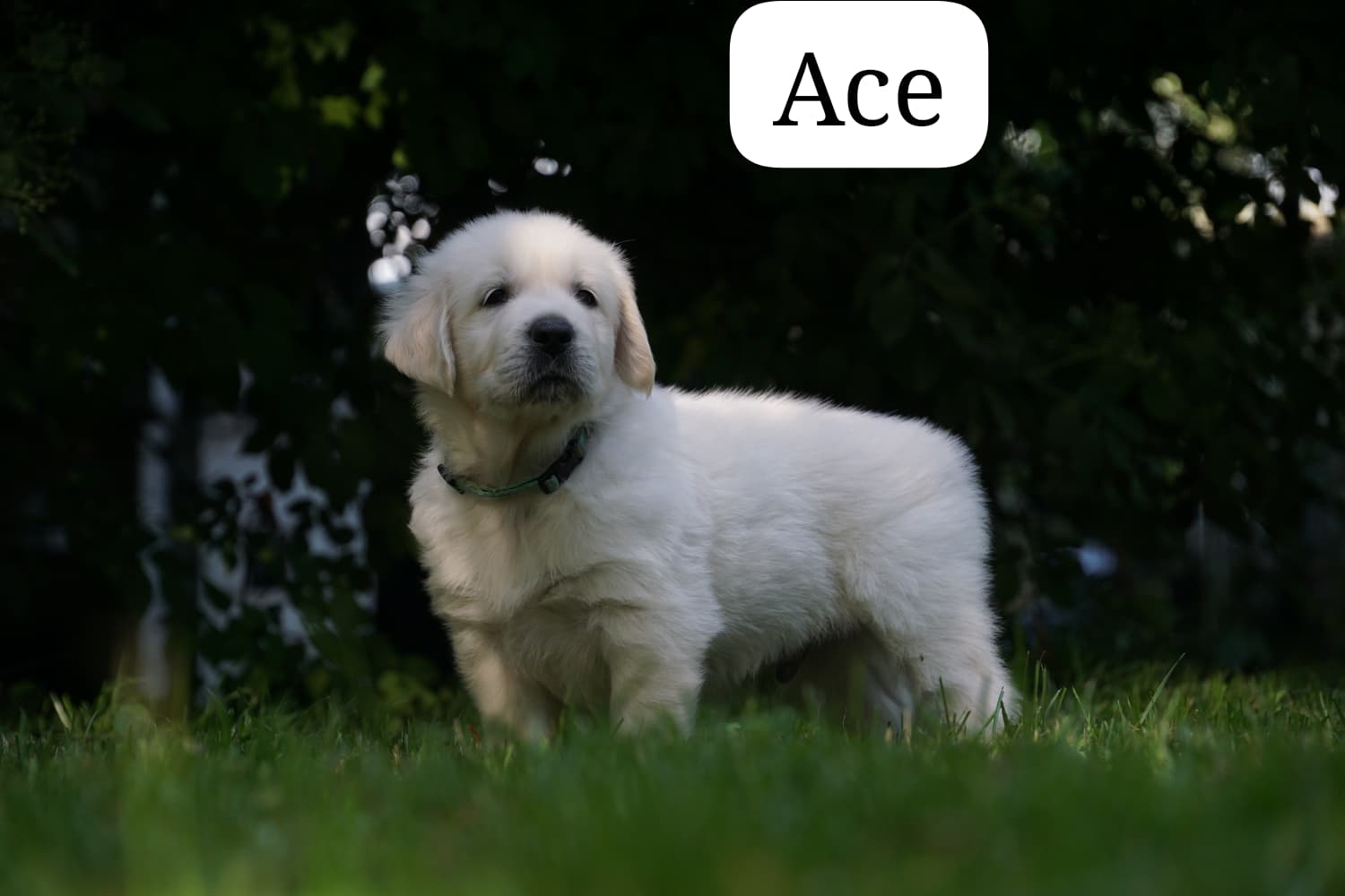 Ace vom Weidenhof-Golden Retriever