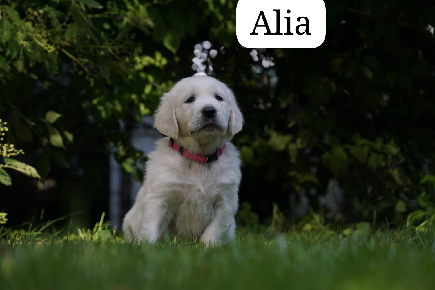 Alia vom Weidenhof-Golden Retriever