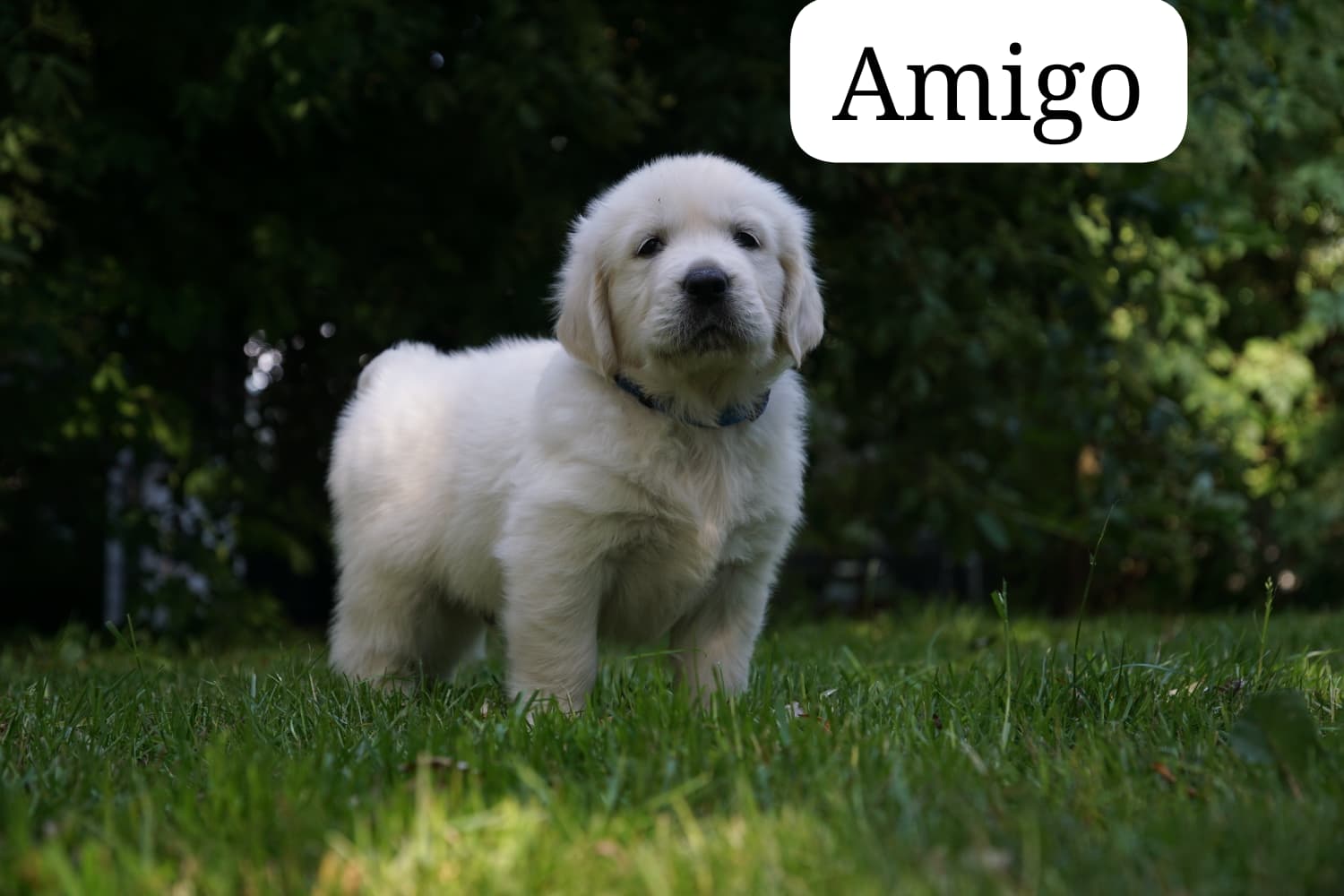 Amigo vom Weidenhof-Golden Retriever