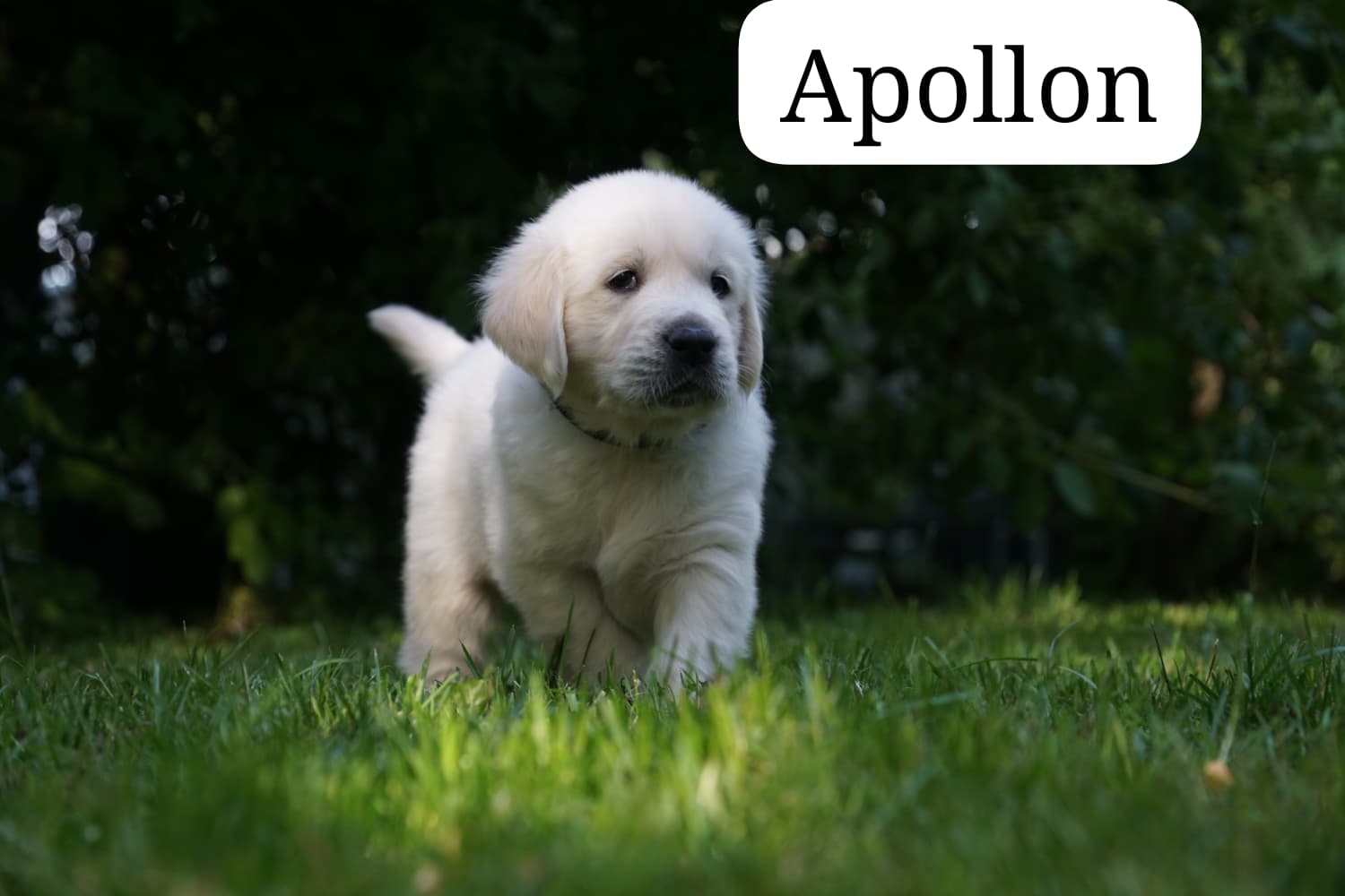 Apollon vom Weidenhof-Golden Retriever