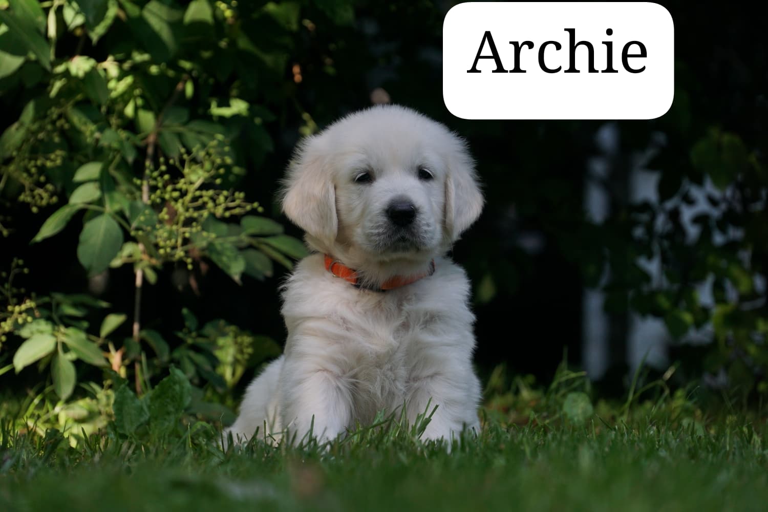 Archie vom Weidenhof-Golden Retriever