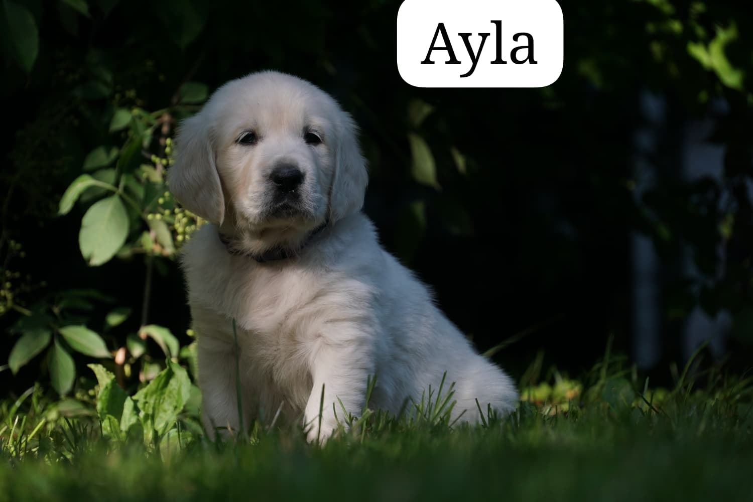 Ayla vom Weidenhof-Golden Retriever