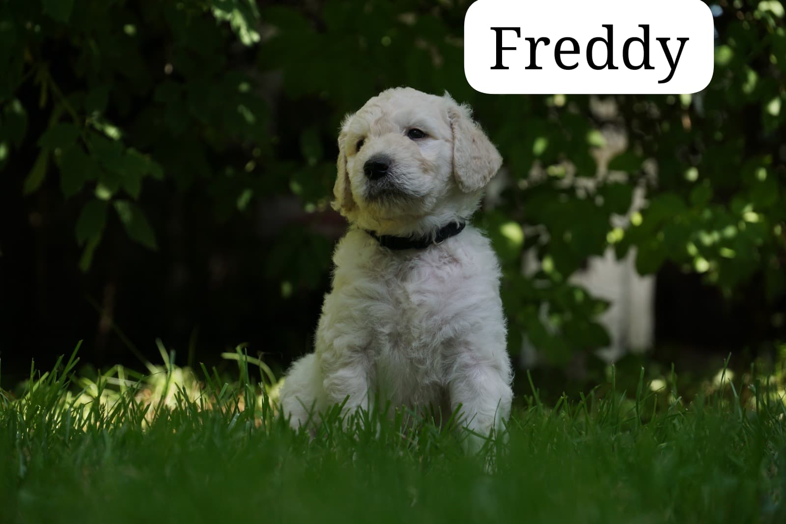 Feddy vom Weidenhof-Golden Retriever