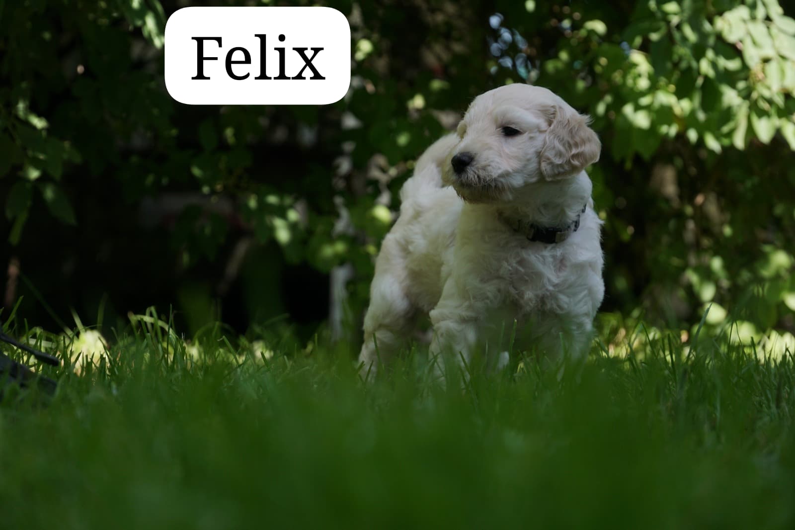Felix vom Weidenhof-Golden Retriever