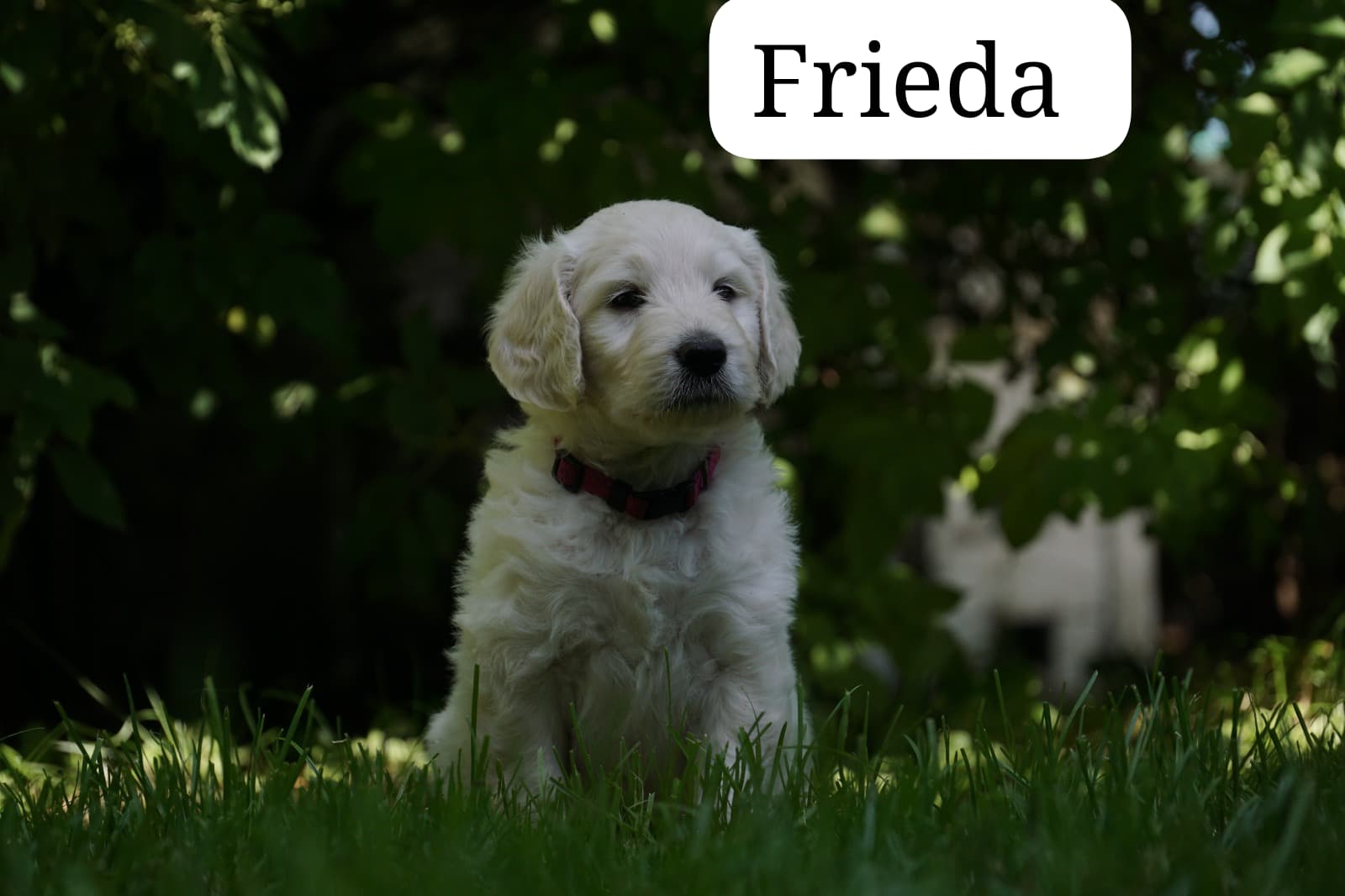 Fieda vom Weidenhof-Golden Retriever