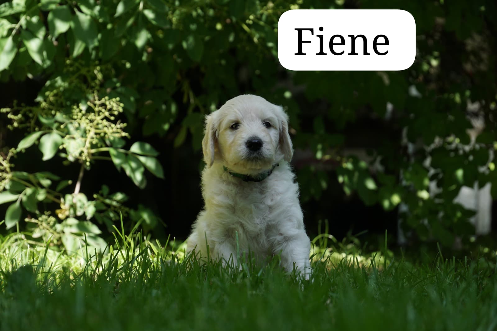 Fiene vom Weidenhof-Golden Retriever