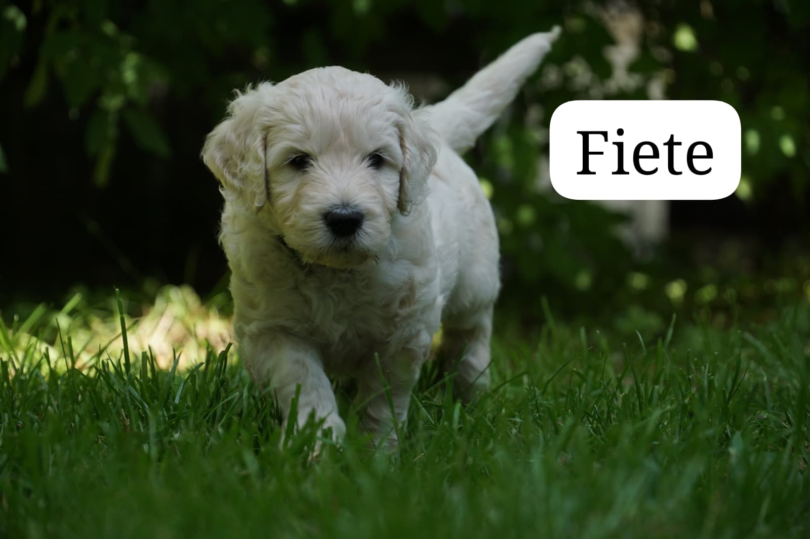 Fiete vom Weidenhof-Golden Retriever