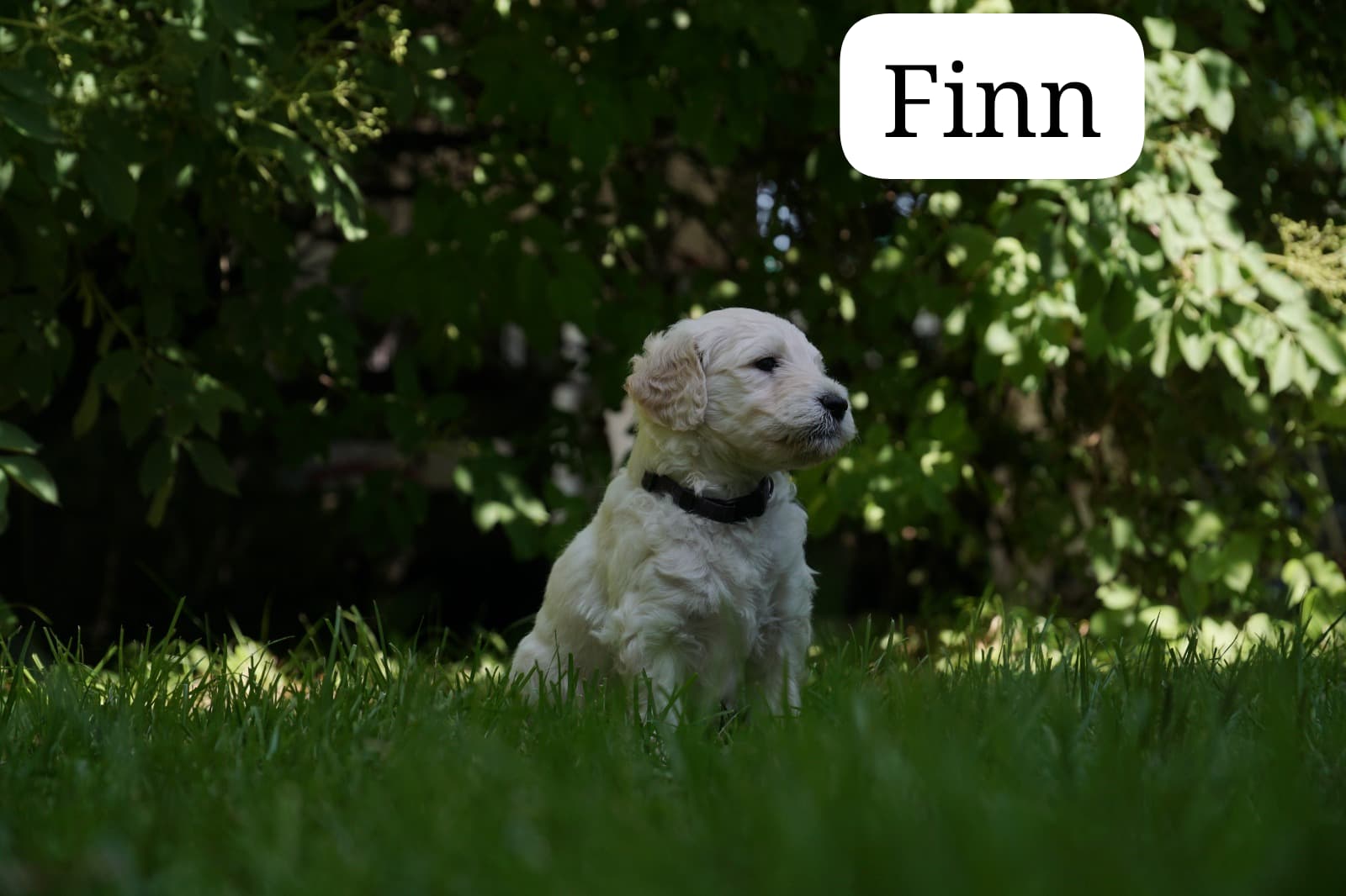 Finn vom Weidenhof-Golden Retriever