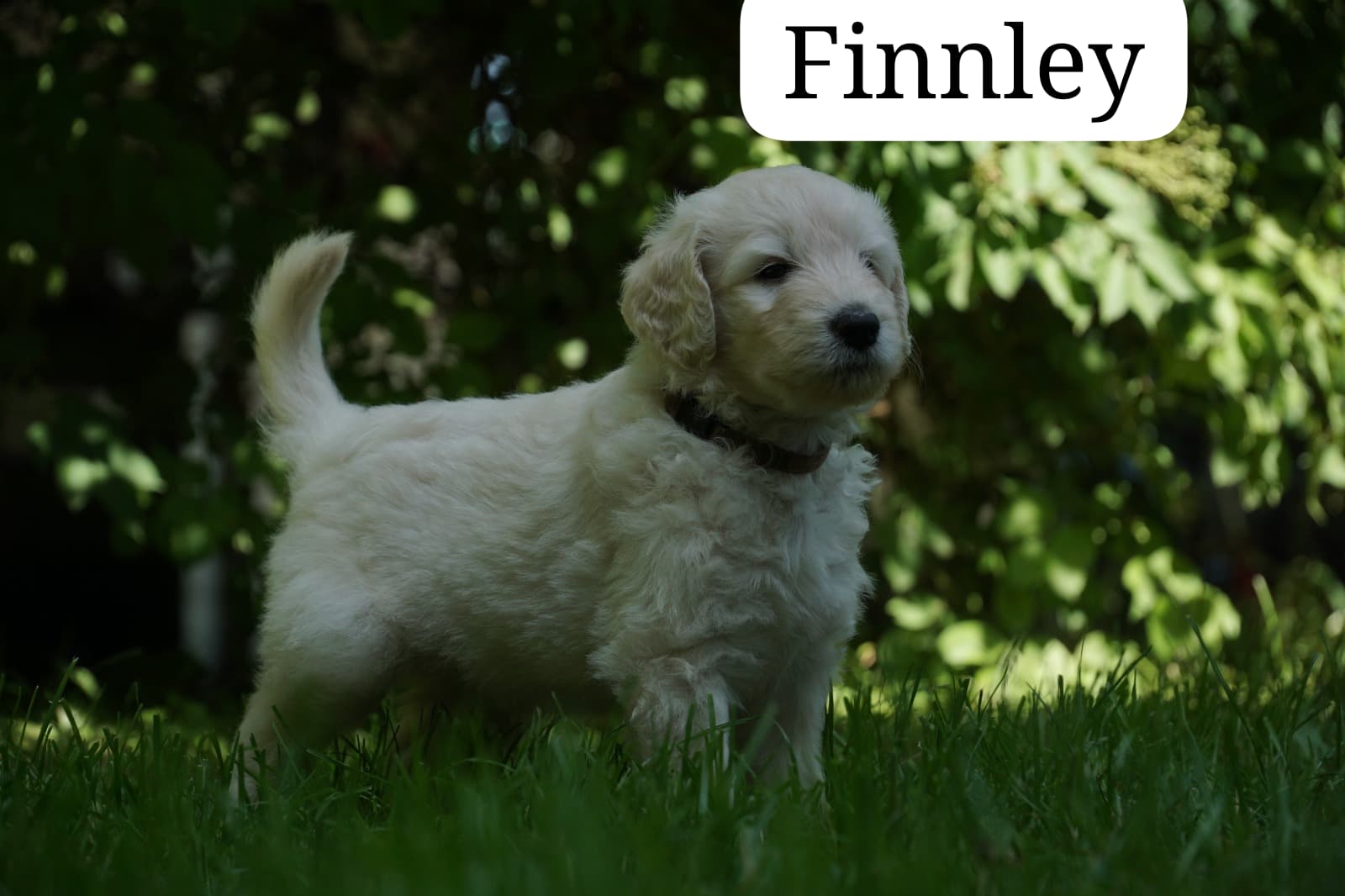 Finnley vom Weidenhof-Golden Retriever