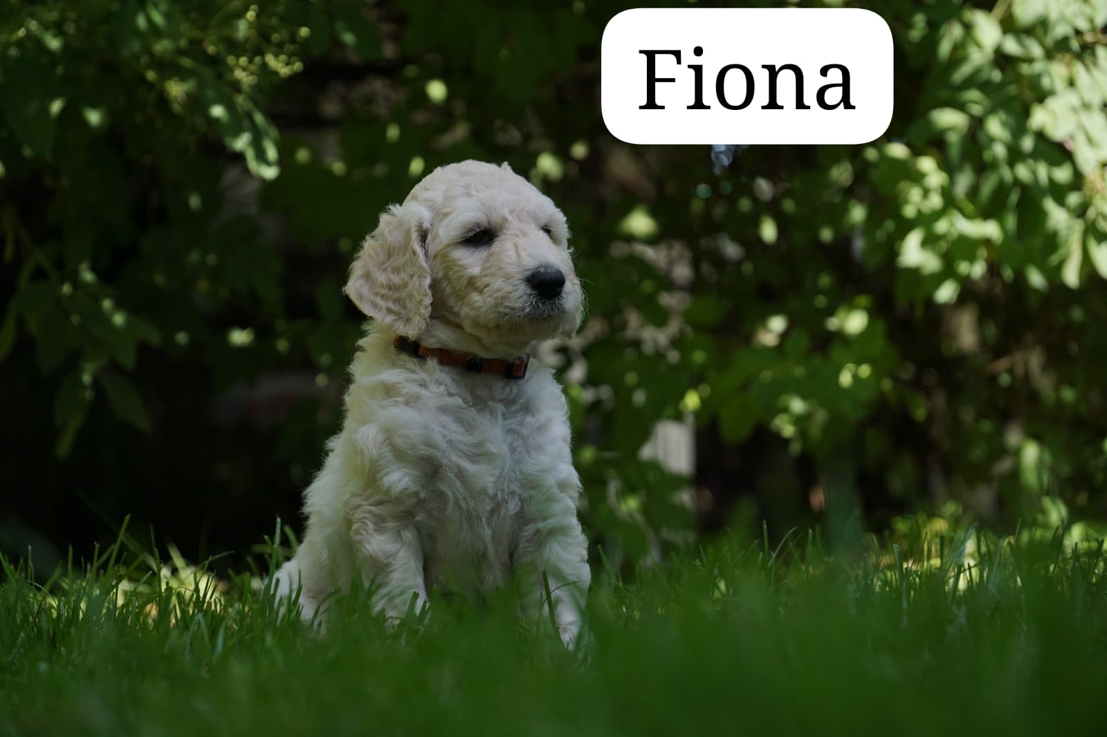 Fiona vom Weidenhof-Golden Retriever
