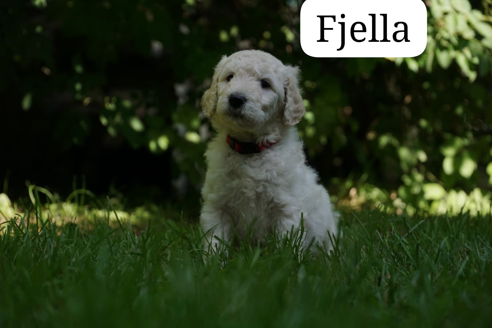Fjella vom Weidenhof-Golden Retriever