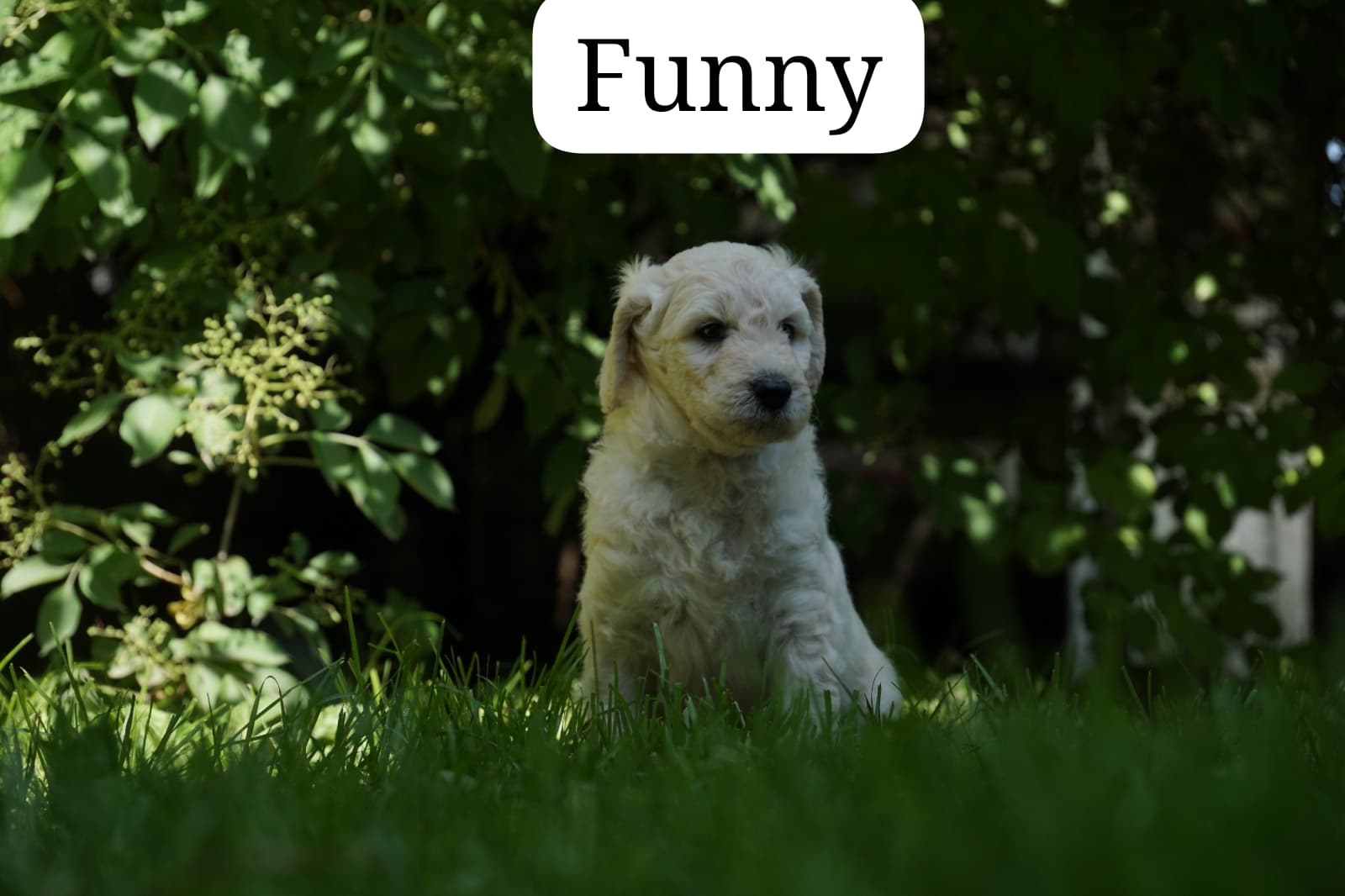 Funny vom Weidenhof-Golden Retriever