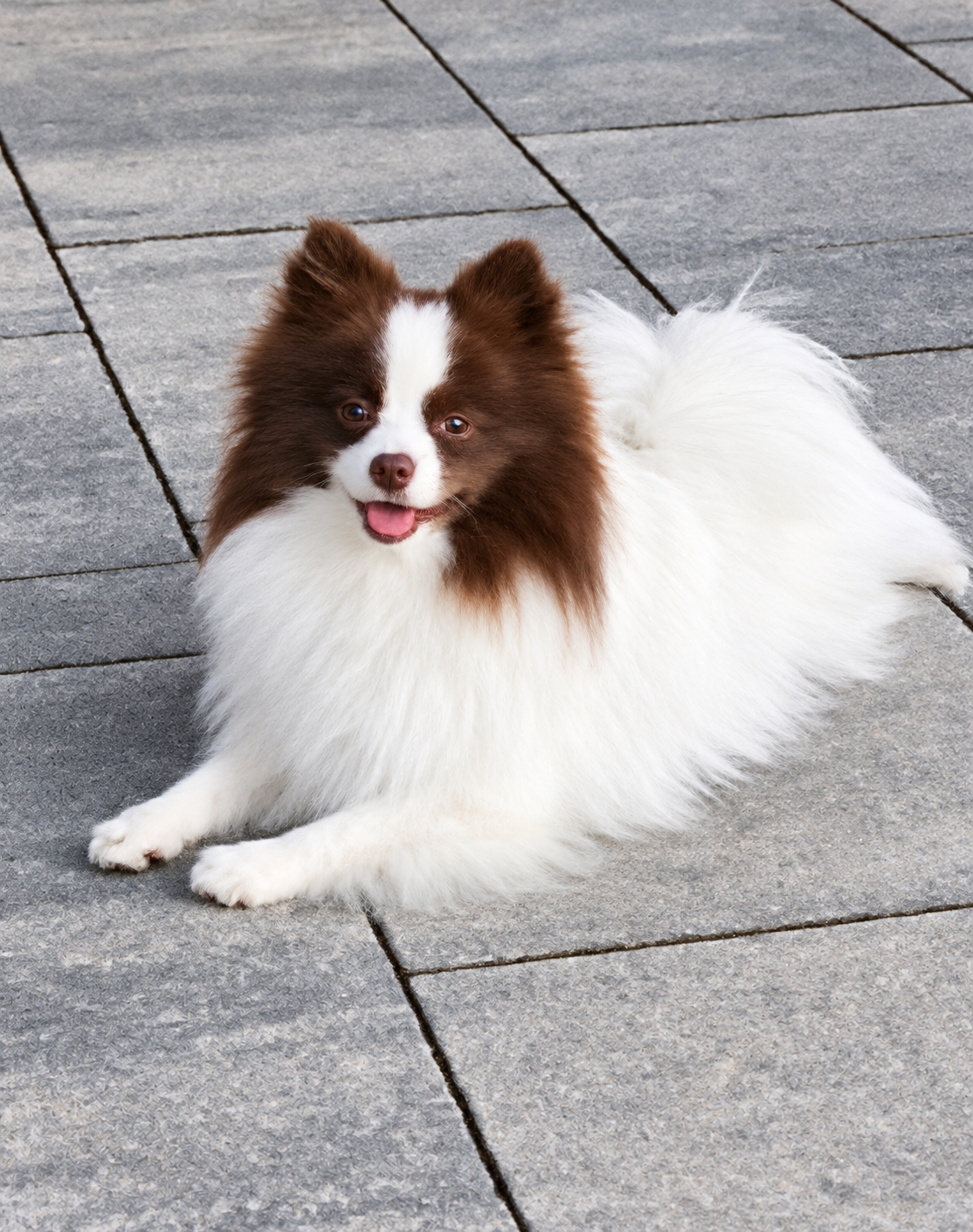 Jellybean Pomeranian Zwergspitz