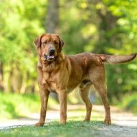 Bentley Labrador Retriever
