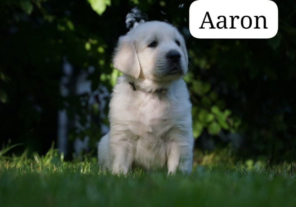 Aaron vom Weidenhof-Golden Retriever