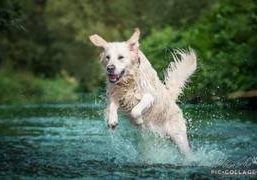 Absolutly Amazing Anton v.d. Dettelbacher Goldies-Golden Retriever