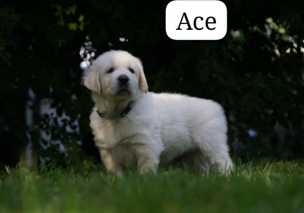 Ace vom Weidenhof-Golden Retriever