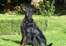 Aika von der Warbelsburg-Gordon Setter