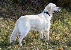 Aimee from Sunshine Valley-Golden Retriever 2