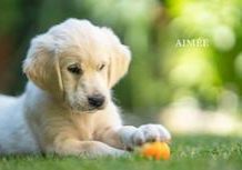 Aimee from Sunshine Valley-Golden Retriever