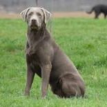 Alander von der Käbacher Meute-Labrador Retriever