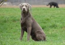 Alander von der Käbacher Meute-Larador Retriever