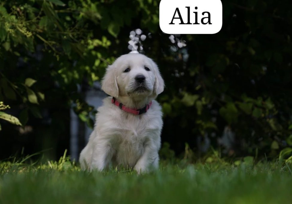 Alia vom Weidenhof-Golden Retriever
