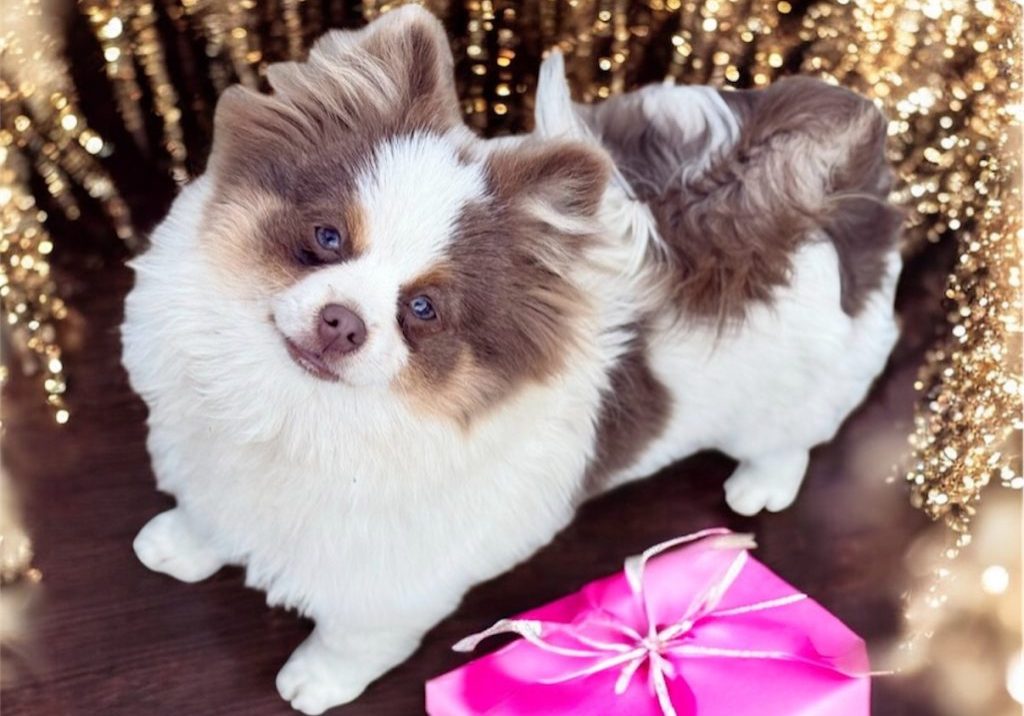 Alice of Royal Palace- Pomeranian