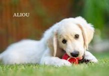 Aliou from Sunshine Valley-Golden Retriever