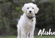 Alisha vom Weidenhof-Goldendoodle